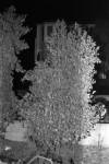 Overgrown plant, our front yard on Edelen, 1984.
