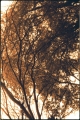 A Los Gatos Tree.