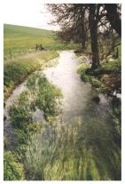 A beautiful stream in Avebury, 2000.  This picture does not come close to doing it justice